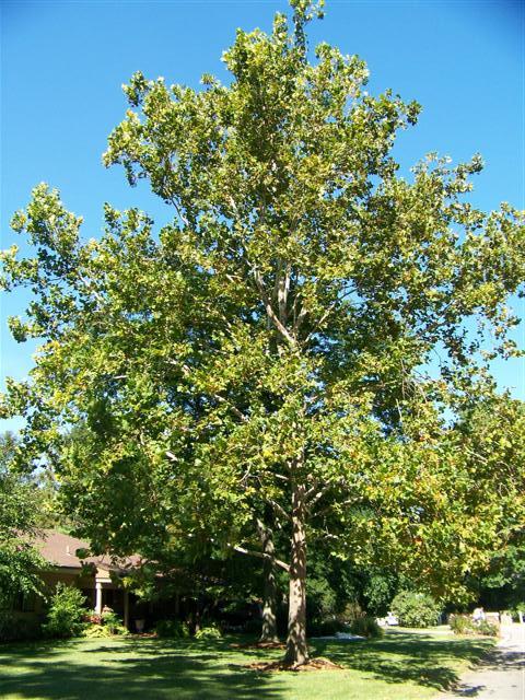 Bloodgood Londonplane Tree